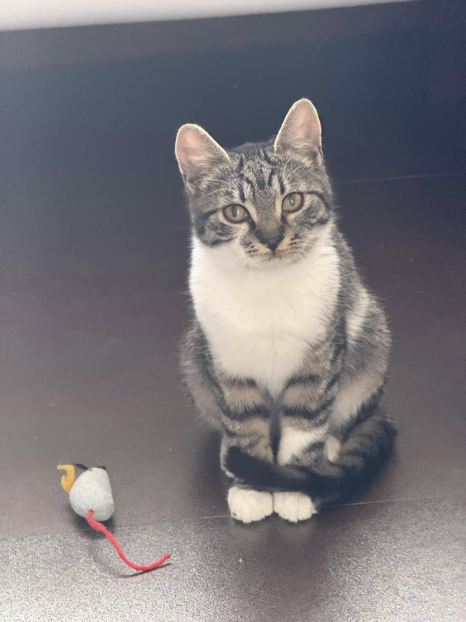 Imagine suplimentară