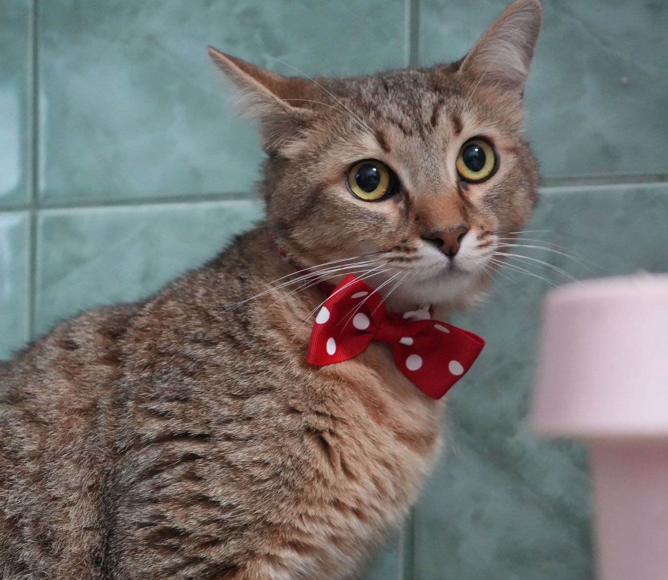 Imagine suplimentară