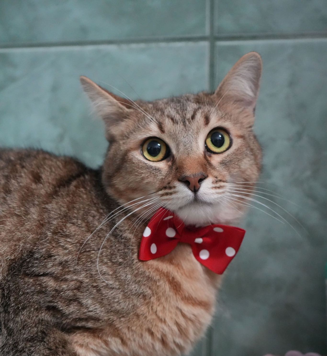 Imagine suplimentară