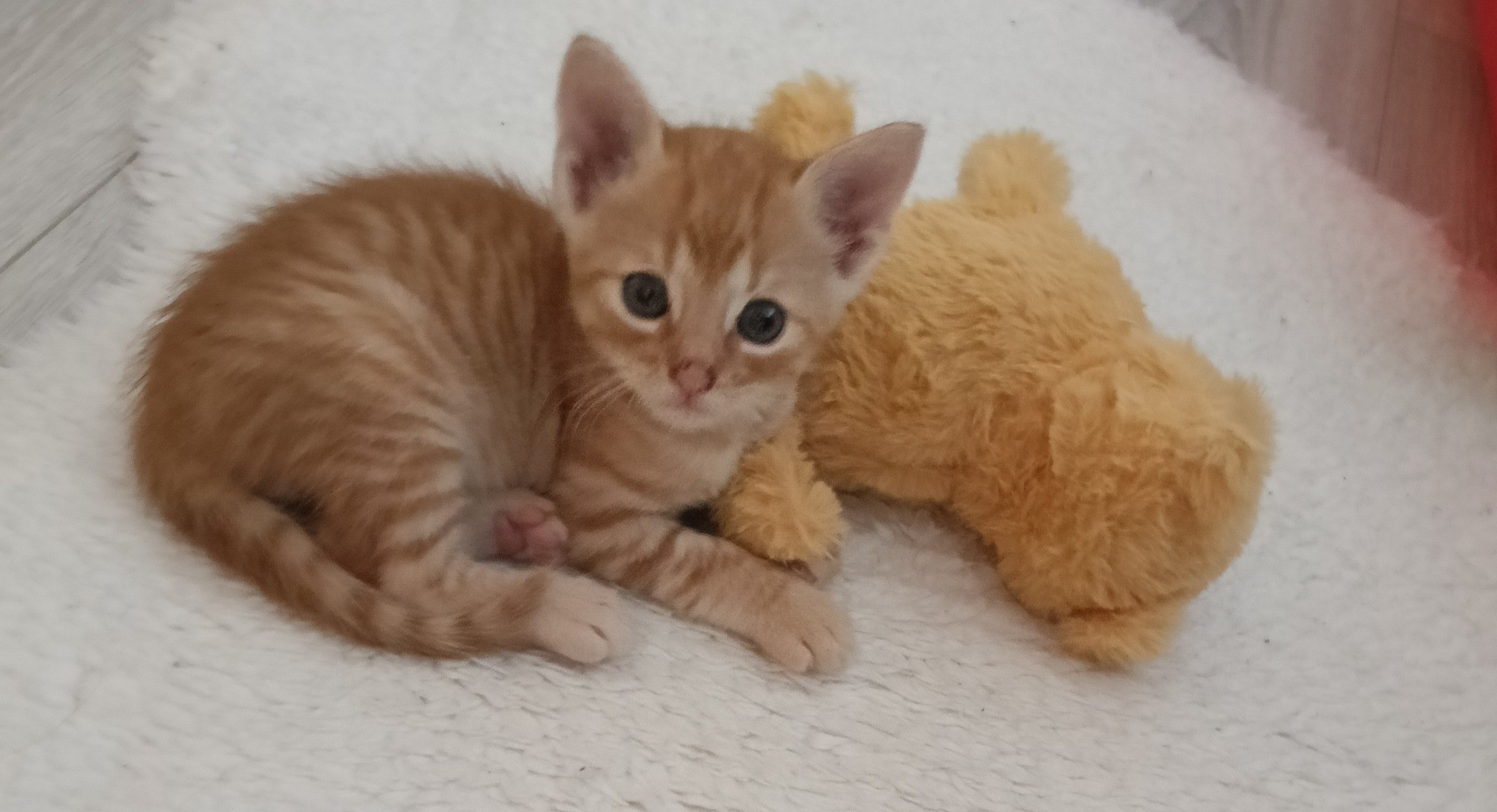 Imagine suplimentară