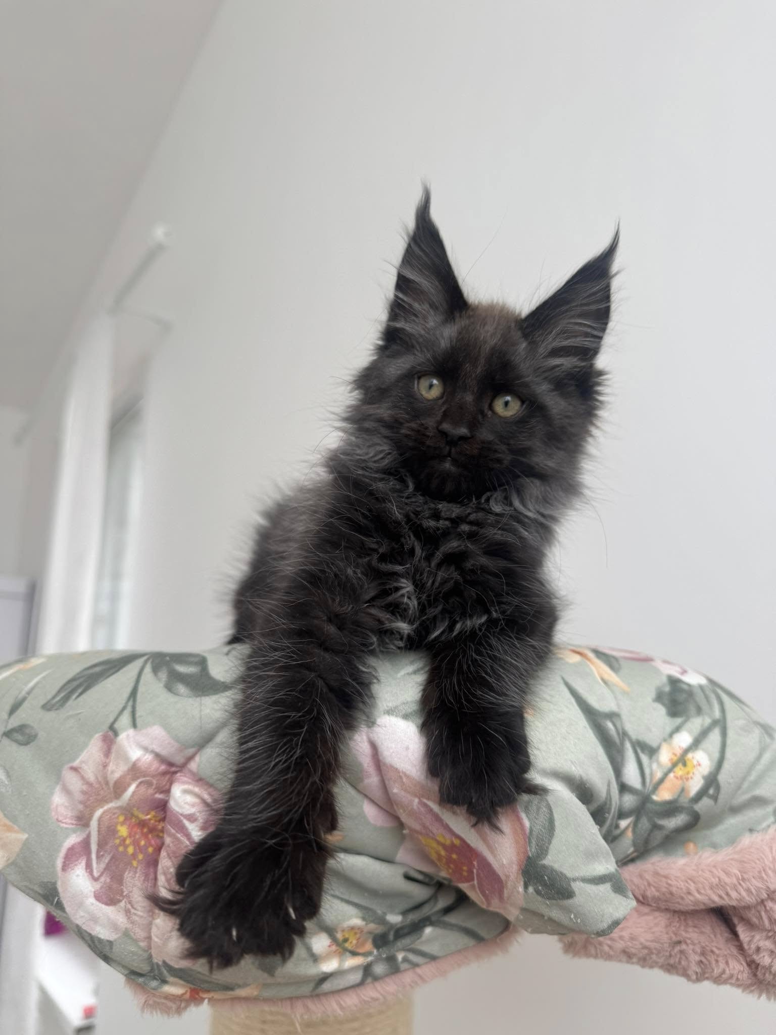 Imagine suplimentară